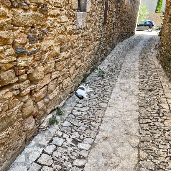 Meet your Posher, Kitty - Picture 1 of 1